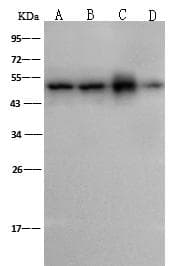 MAP2K7 / MEK7 Antibody (Preservative Free)