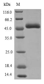 Aspergillus kawachii eglD Protein (Recombinant 10His, N-terminus)