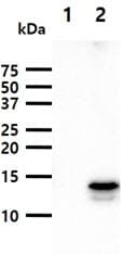 FABP9 / Lipid-Binding Protein Antibody (clone AT13F9)