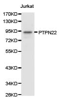 PTPN22 / PEP Antibody