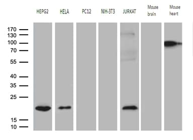 MRPL48 Antibody (clone OTI8E1)