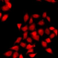 CDC45 Antibody