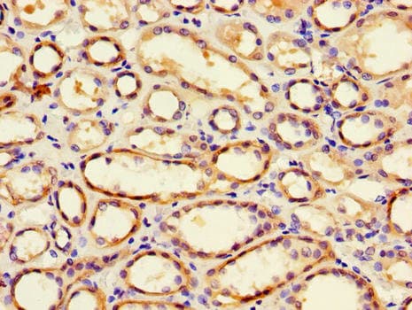 FRA9F Antibody