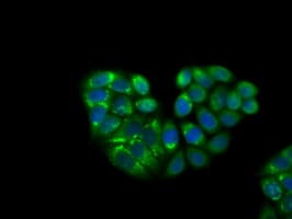 KCTD5 Antibody (clone OTI3C8, Carrier-free)