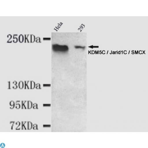 KDM5C / Jarid1C / SMCX Antibody