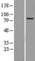 Human EXOC3 / SEC6 Protein (Over-Expression Lysate Myc-DDK (Flag))