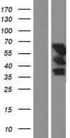 UPF3B Protein (Over-Expression Lysate Myc-DDK (Flag))