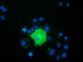 PEX5 Antibody (clone OTI6C4, Carrier-free)