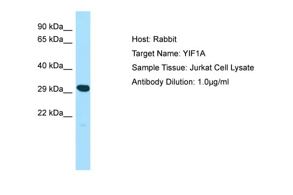 YIF1A Antibody (aa25-74)