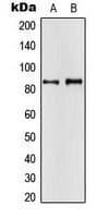 APBA2 Antibody (Internal)