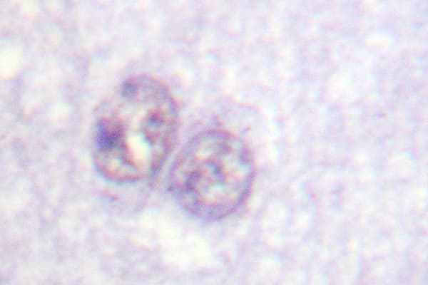 SP1 Antibody (Gly447)