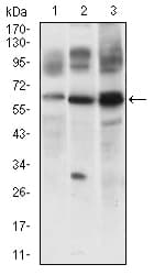CFLAR / FLIP Antibody (aa100-251, clone 7A3D12)