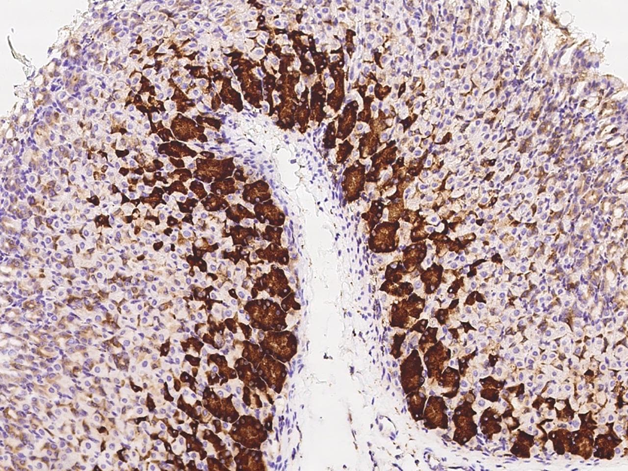 Polyclonal Rabbit anti-Mouse CRELD2 Antibody (Preservative Free, IHC, WB)