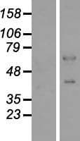 TCEB3C / Elongin A3 Protein (Over-Expression Lysate Myc-DDK (Flag))