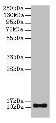 TMEM141 Antibody (aa1-108)
