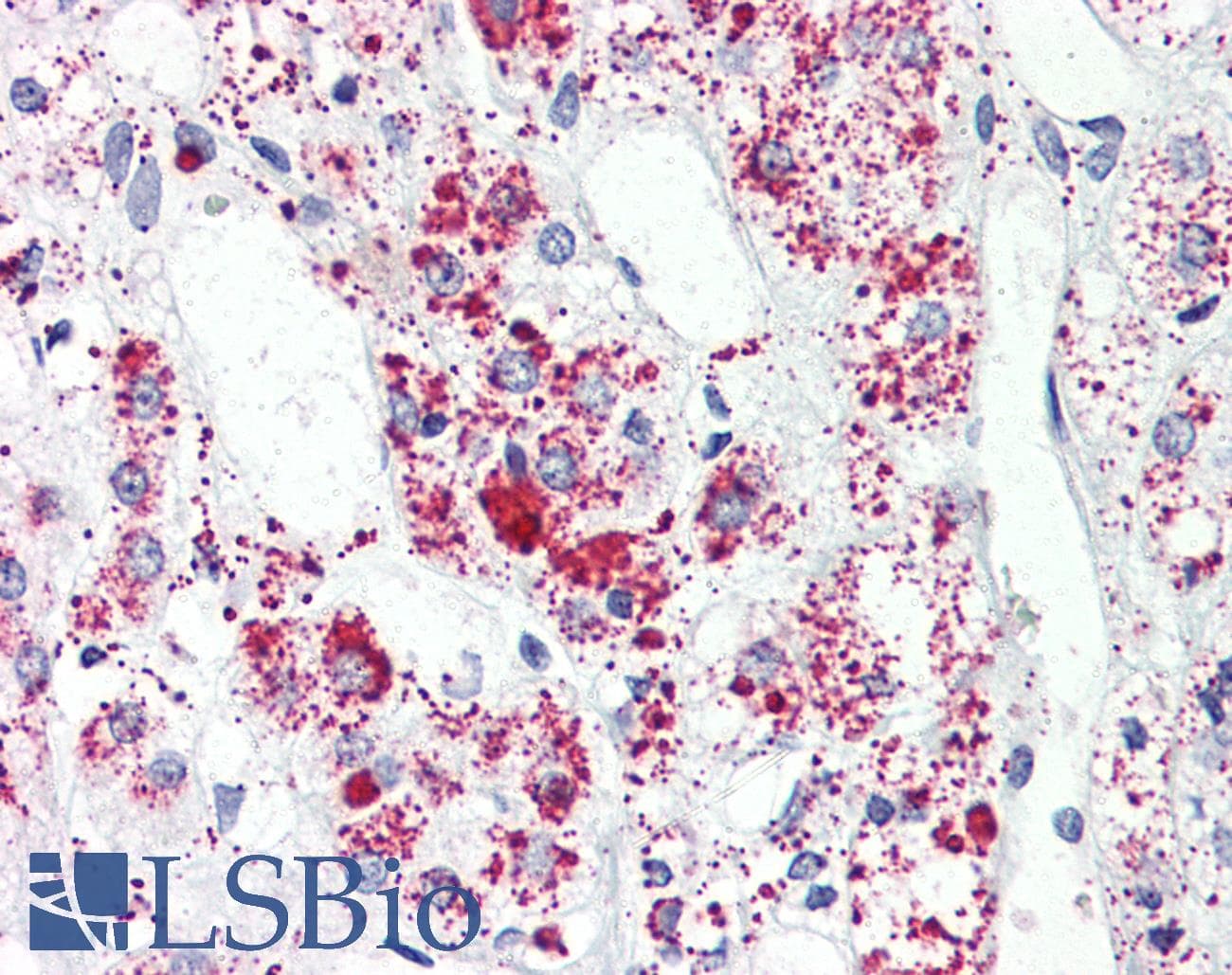 IHC-plus™ FFAR3 / GPR41 Antibody (Internal)