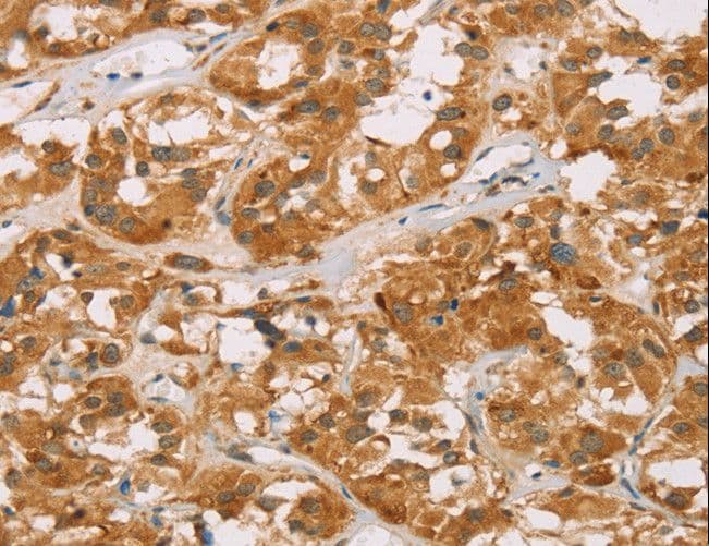 DLL4 Antibody