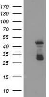 ELK3 / NET Antibody (clone OTI2F12)