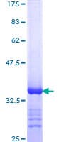 Human DHX9 Protein (Recombinant GST, N-terminus)