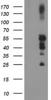 PTP1B Antibody (clone OTI1D10)
