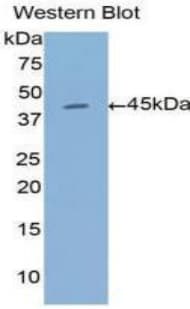 ANXA1 / Annexin A1 Antibody (aa1-346, APC)