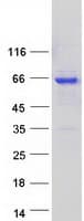 Human STXBP4 Protein (Recombinant Myc-DDK (Flag))
