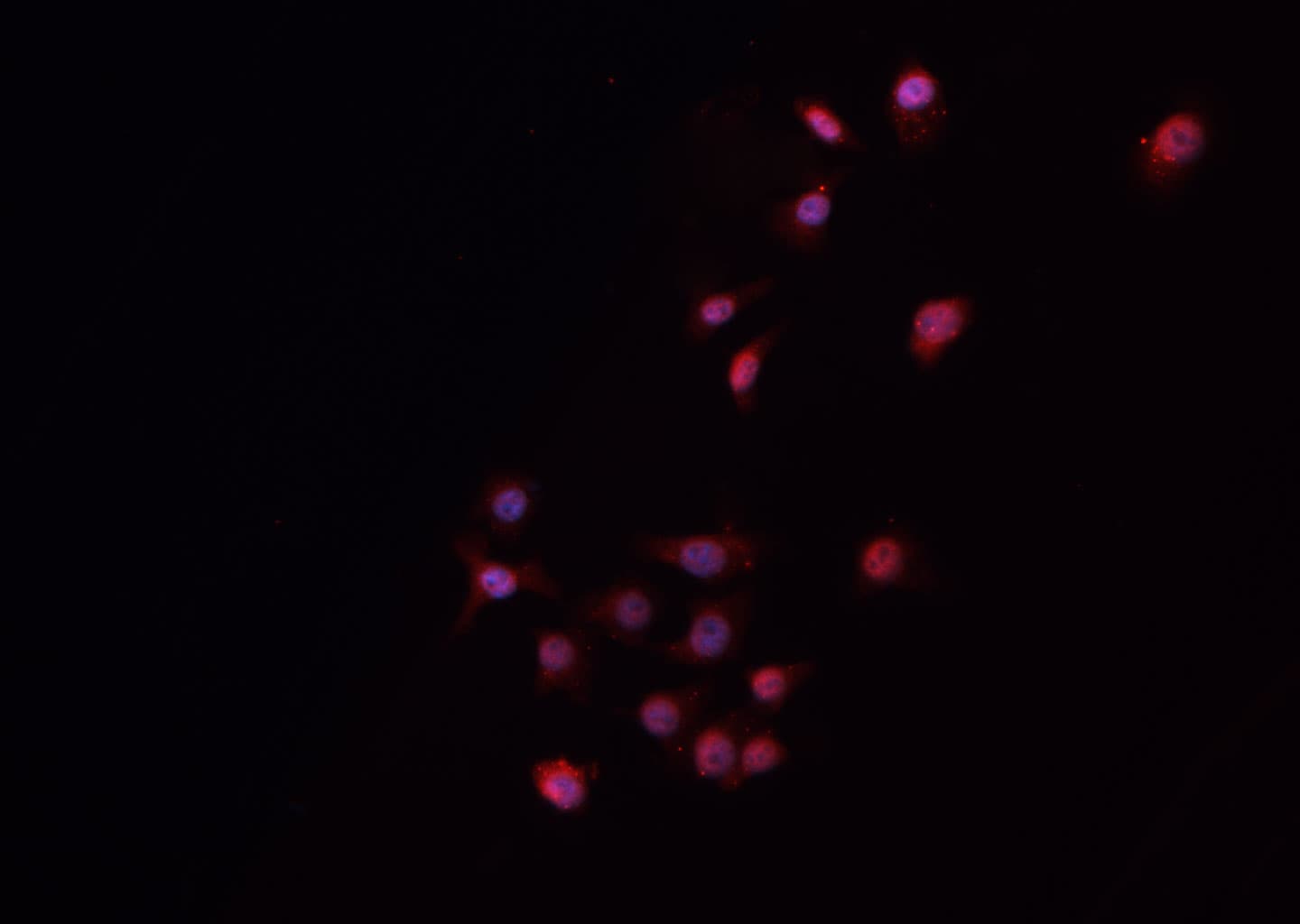 NANOG Antibody