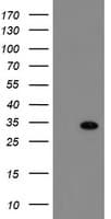 RBPMS / Hermes Antibody (clone OTI4A11, Carrier-free)