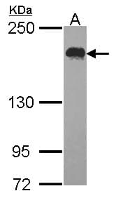 USP47 Antibody (aa635-870)