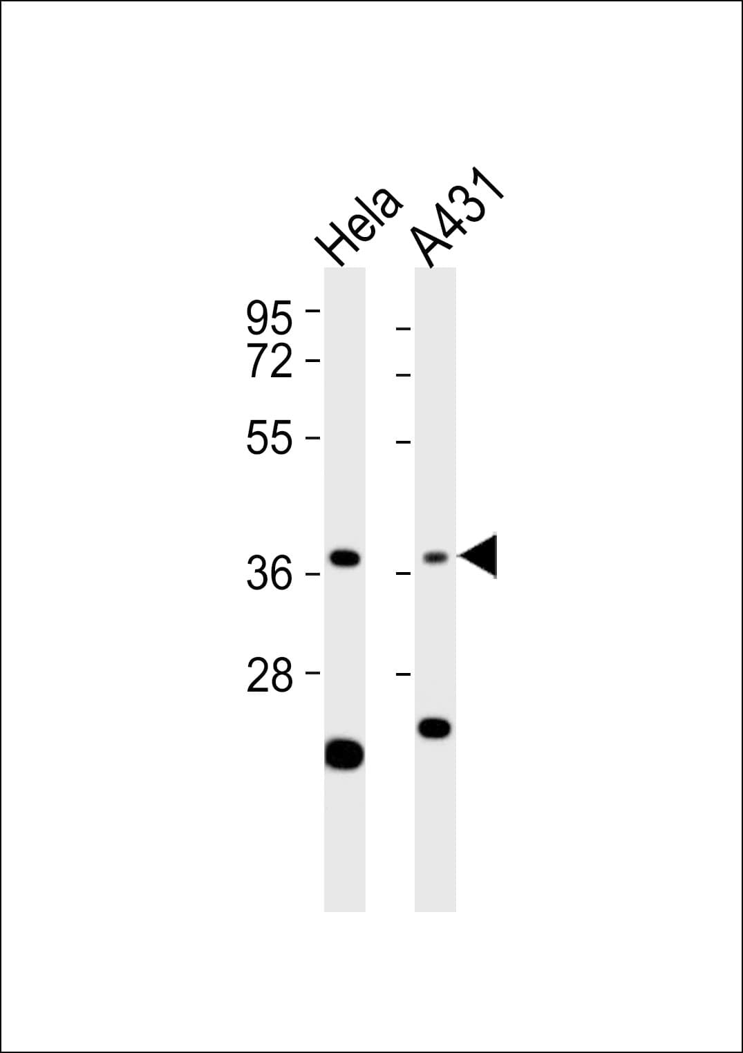 Polyclonal Rabbit anti-Human APEX1 / APE1 Antibody (WB)