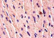 BMP7 Antibody