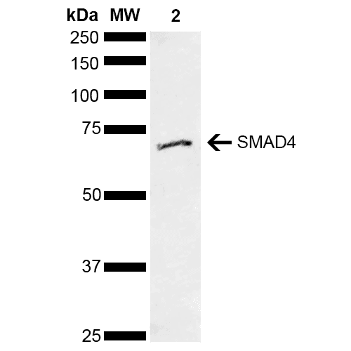 SMAD4 Antibody (APC)