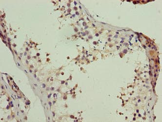 LSM7 Antibody