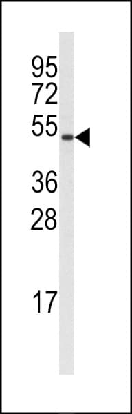 CCNB1 / Cyclin B1 Antibody (Ser126)