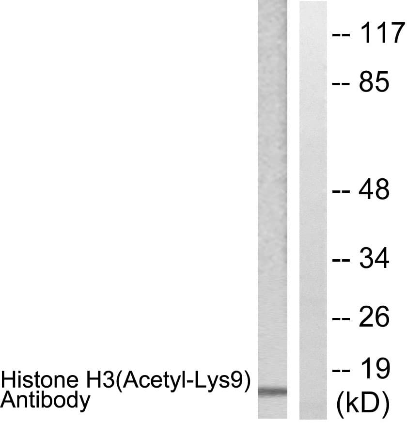 Histone H3 Antibody (Acetyl-Lys9)