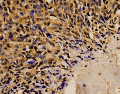 STAT1 Antibody