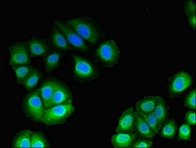 C17orf78 Antibody