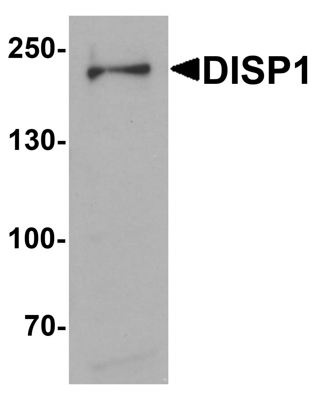 IHC-plus™ DISPA / DISP1 Antibody