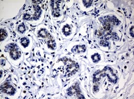 NBN / Nibrin Antibody (clone OTI3A2)