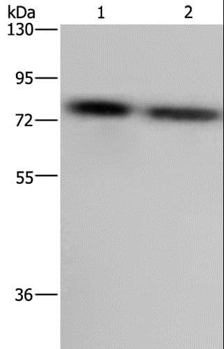 Polyclonal Rabbit anti-Human PABPC1 / PABP1 Antibody (WB)