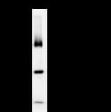 BRD3 Antibody (clone 2088C3a)
