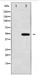 GFAP Antibody