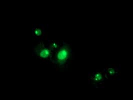 RFXANK Antibody (clone OTI2F12)