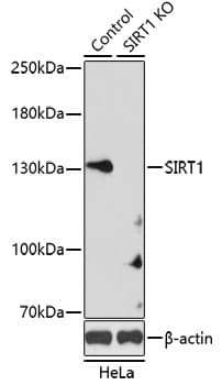 SIRT1 / Sirtuin 1 Antibody