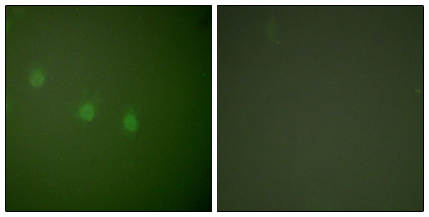 POU2F2 / OCT2 Antibody (aa1-50)