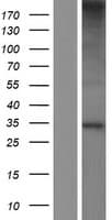 C19orf52 Protein (Over-Expression Lysate Myc-DDK (Flag))