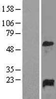 GADD45A / GADD45 Protein (Over-Expression Lysate Myc-DDK (Flag))