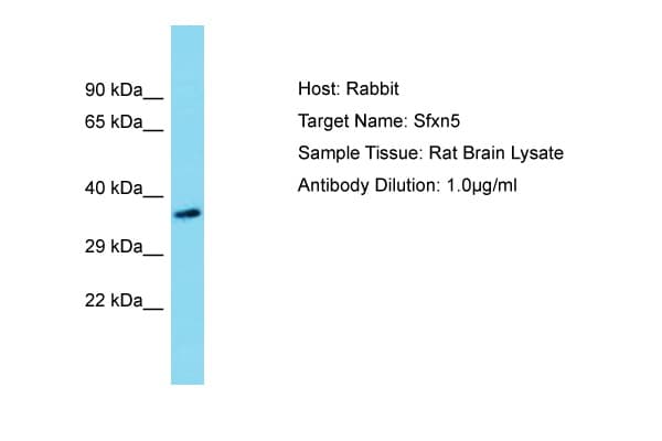 Polyclonal Rabbit anti-Rat SFXN5 / Sideroflexin 5 Antibody (aa83-132, WB)