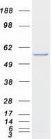 Human FZR1 Protein (Recombinant Myc-DDK (Flag))