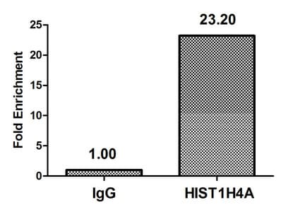 HIST1H4I Antibody